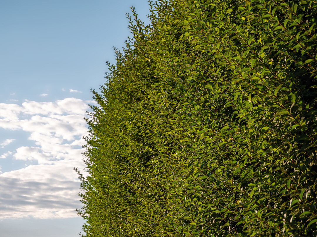 Wann diese Ligusterhecke zurückgeschnitten werden darf, regelt das Bundesnaturschutzgesetz.