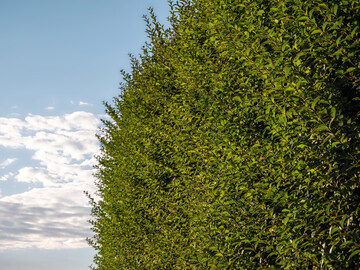 Wann diese Ligusterhecke zur�ckgeschnitten werden darf, regelt das Bundesnaturschutzgesetz.