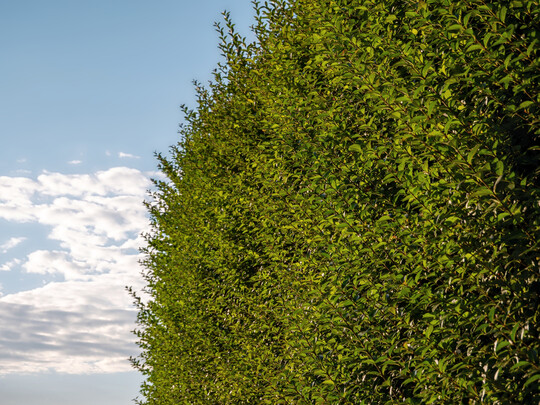 Wann diese Ligusterhecke zur�ckgeschnitten werden darf, regelt das Bundesnaturschutzgesetz.