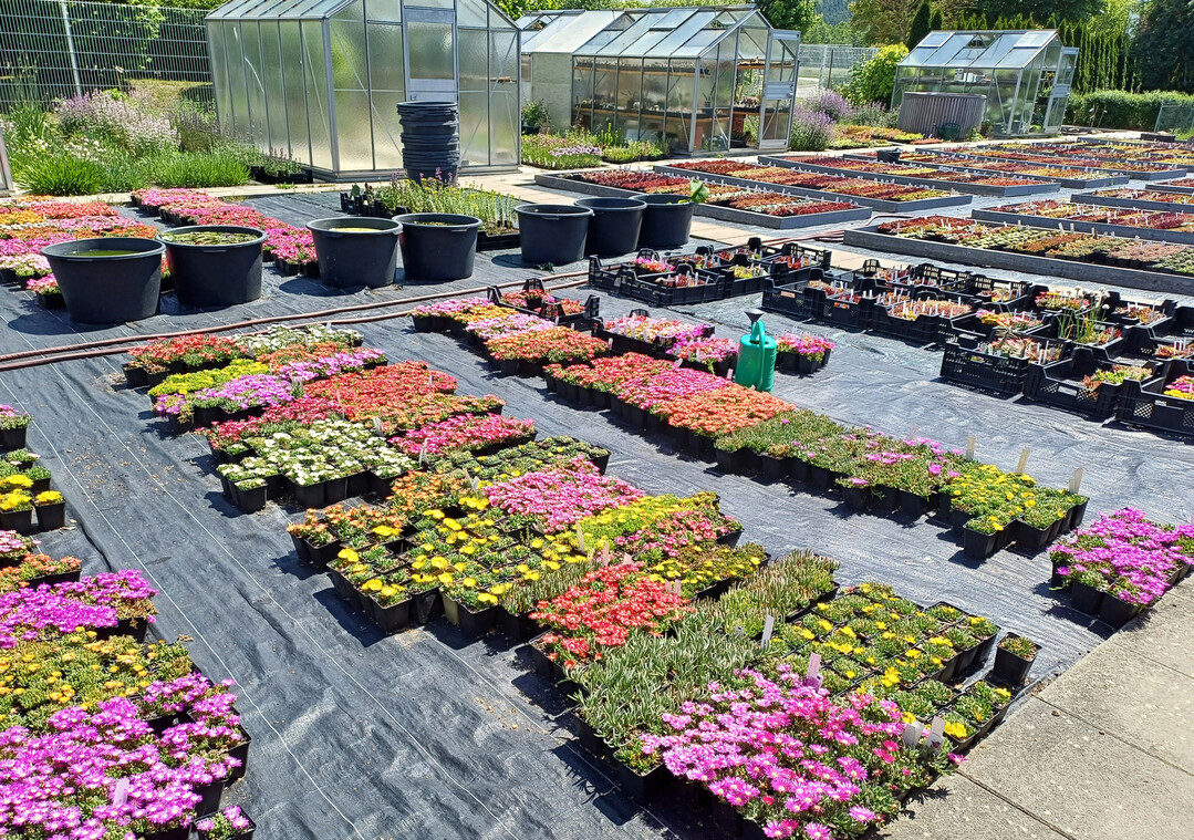 Teilansicht der G�rtnerei: Stellfl�chen f�r Semperviven und andere Sukkulenten wie Delosperma