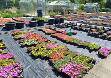 Teilansicht der G�rtnerei: Stellfl�chen f�r Semperviven und andere Sukkulenten wie Delosperma