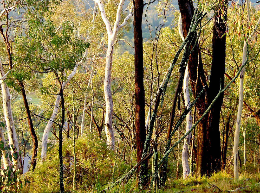 Mugga und White Gum (Eucalyptus sideroxylon und E. rossii) in der N�he von Canberra