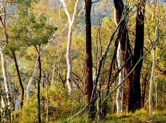 Mugga und White Gum (Eucalyptus sideroxylon und E. rossii) in der N�he von Canberra