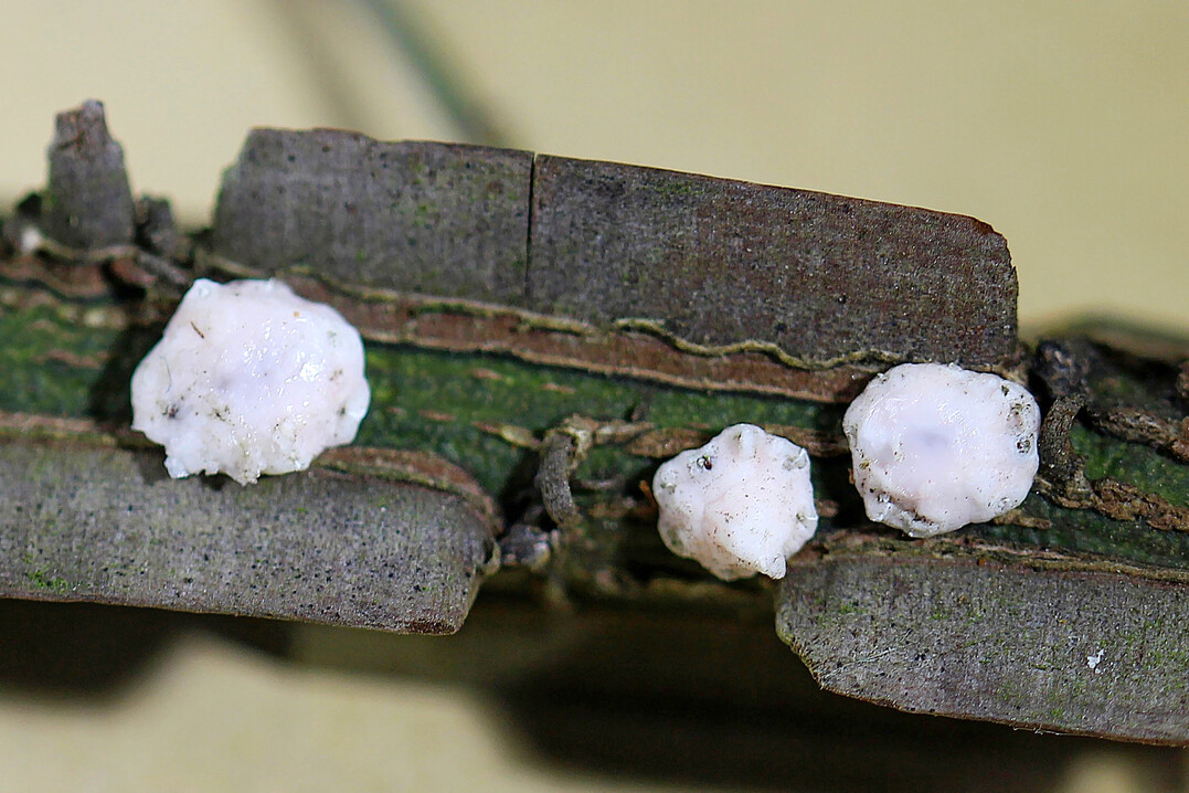 Wachsartige Gebilde an Korkflügelstrauch: die überwinternden Weibchen der Indischen Wachsschildlaus