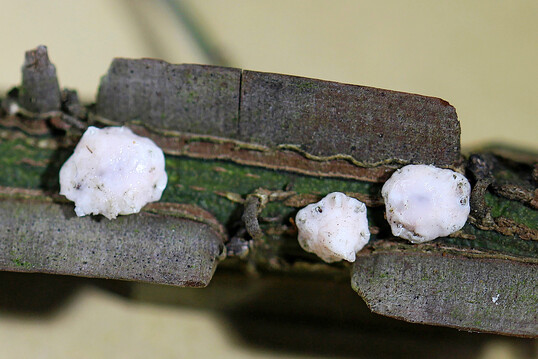 Wachsartige Gebilde an Korkfl�gelstrauch: die �berwinternden Weibchen der Indischen Wachsschildlaus