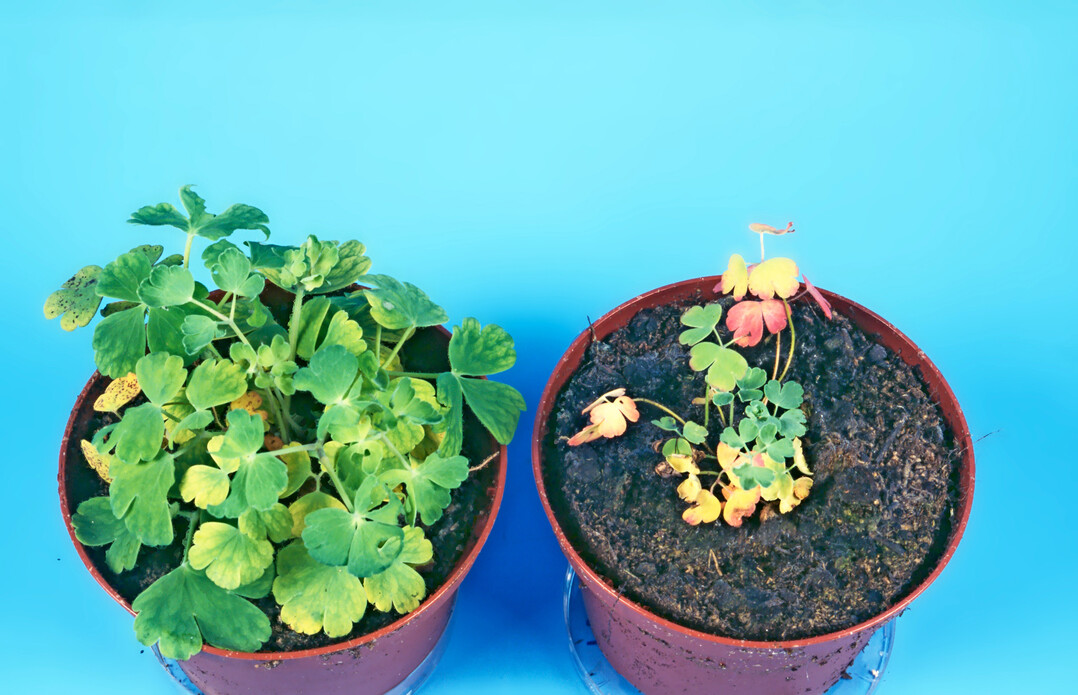 K�mmerlicher Austrieb einer mit Thielaviopsis-Wurzelbr�une befallenen Akelei im Vergleich zu einer gesunden Pflanze