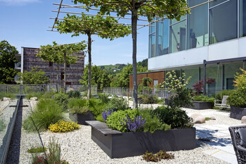 Allee aus Schirm-Platanen (Platanus acerifolia) in 50 cm hohen Tr�gen aus beschichtetem Stahl auf einem Dachgarten. Die Ballen wurden mit Gurten und Ratsche im Trog fixiert.