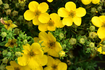 Bewährte und jetzt mit 3 Sternen „ausgezeichnete“ Sorte: ‘Goldfinger’