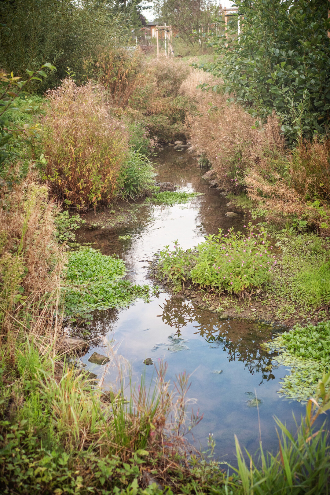 Entlang der renaturierten Ohne verläuft der neue Ohne-Aue-Park.