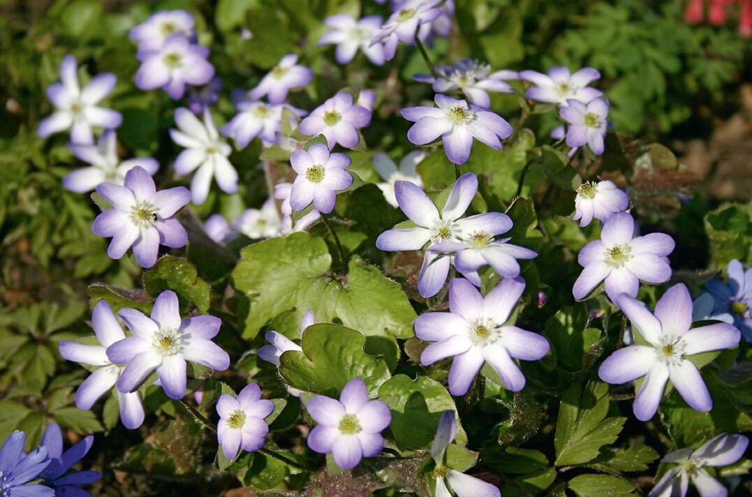 Hepatica × euroasiatica "Professor FriedrichHildebrand"