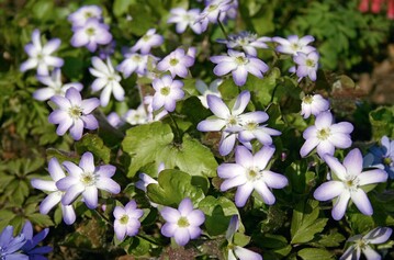 Hepatica  euroasiatica "Professor FriedrichHildebrand"