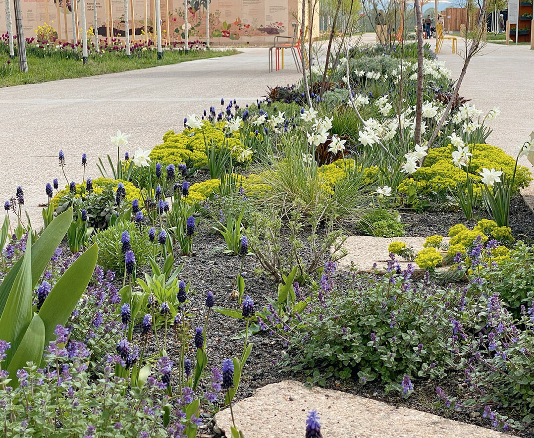 Muscari latifolium, Euphorbia myrsinites und Narcissus ’Thalia’