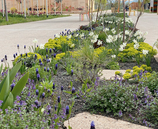 Muscari latifolium, Euphorbia myrsinites und Narcissus Thalia