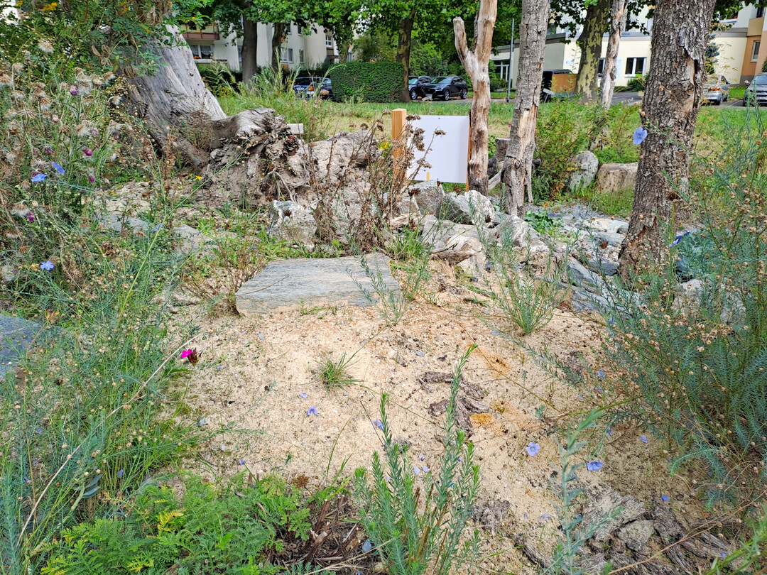 Sandlinse mit Totholz, Steinen und Bepflanzung in Kelkheim im Taunus