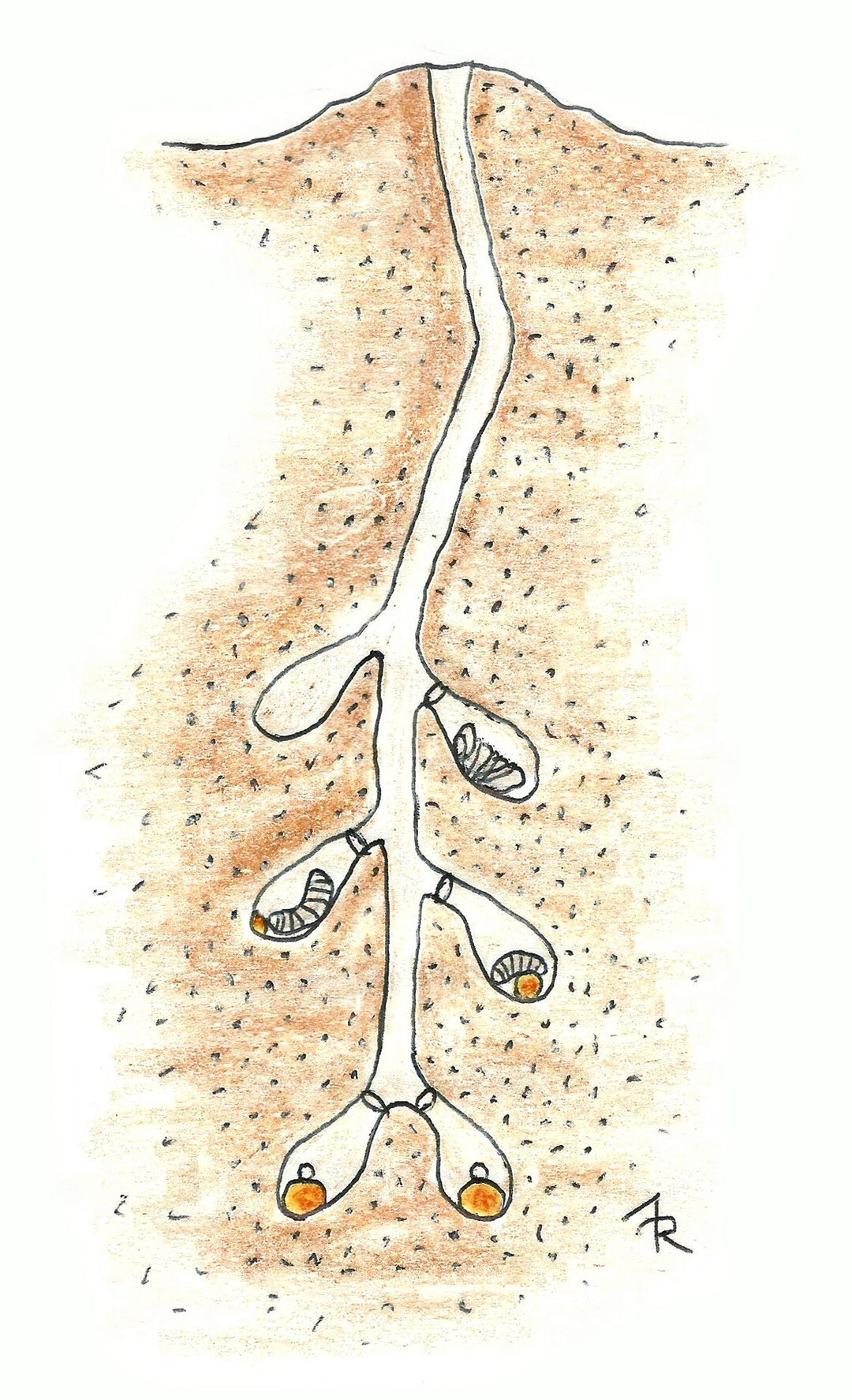 Nistr�hre im Boden mit den Entwicklungsstadien einer Wildbiene im Querschnitt