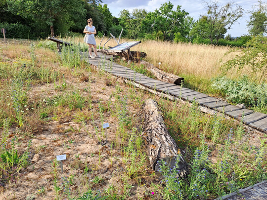 Sandmagerrasen-Biotop mit offenem Boden im Botanischen Garten der Universit�t W�rzburg