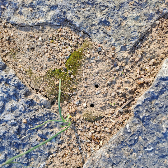 �u�ere Zug�nge zu Nistr�hren in einer Pflasterfuge aus ungewaschenem Sand