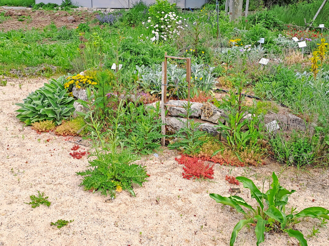 Sandlinse mit kleiner Trockenst�tzmauer und Bepflanzung in Th�ngersheim (Unterfranken)