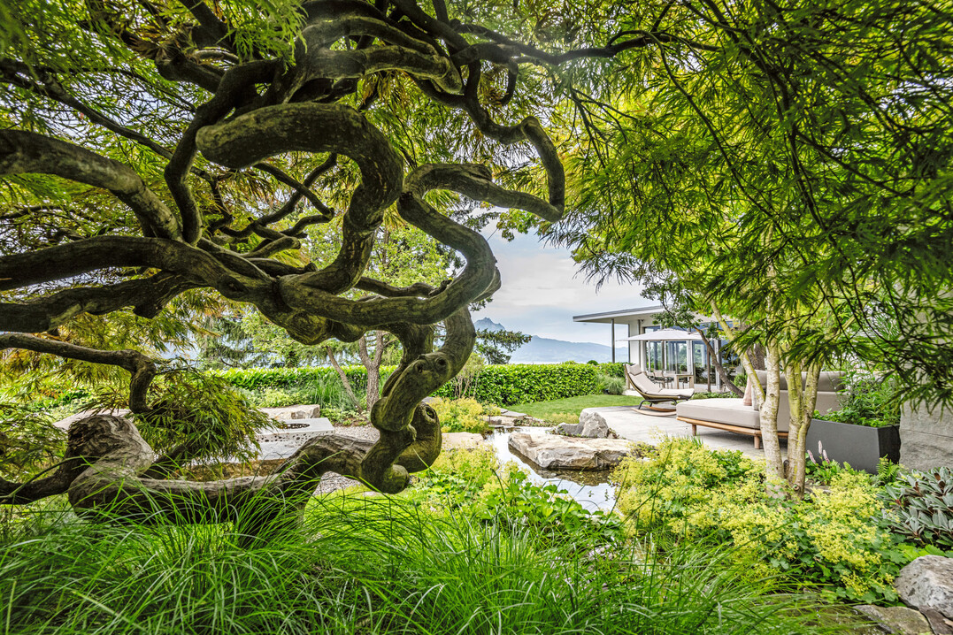 Hauptpreis �Auf Fels gebaut�: Blick auf Acer �Beni Shidare�