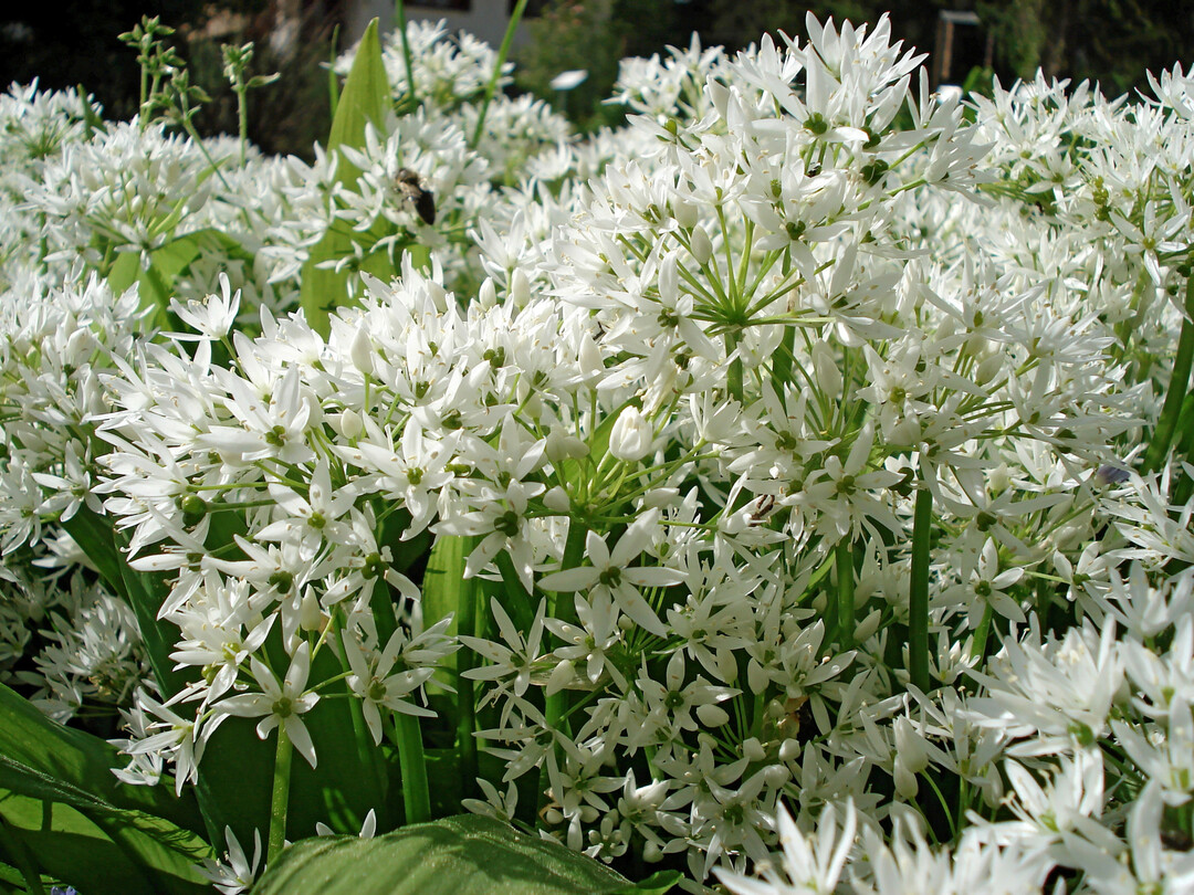 Sowohl Zierde als auch Gem�se: B�r-Lauch (Allium ursinum)
