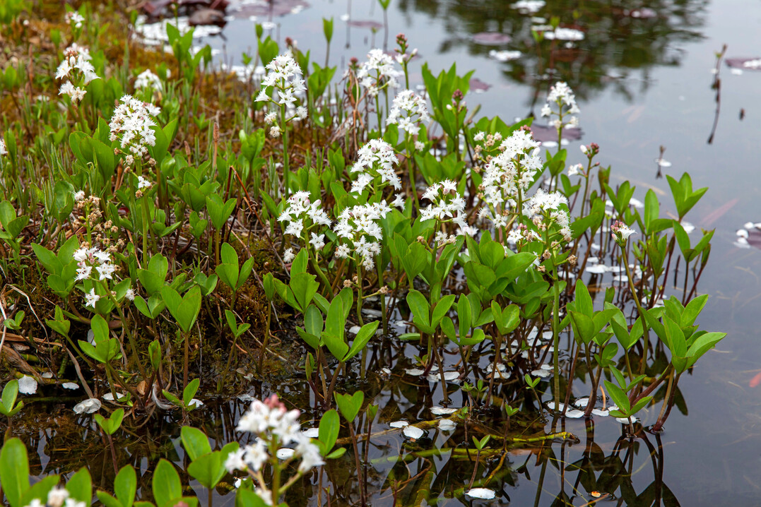 Fieberklee im Gartenteich und seinen angrenzenden Bereichen