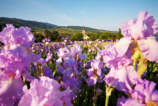 Die bl�henden Irisfelder der Staudeng�rtnerei im Mai 
