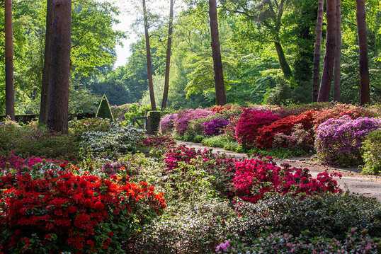 Die Sammlung Japanischer Azaleen im Rhododendron-Park Bremen