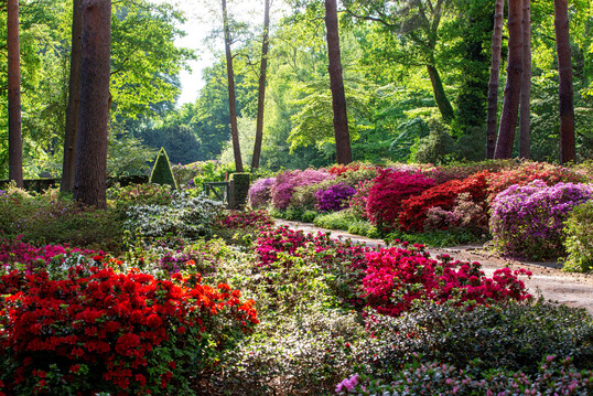 Die Sammlung Japanischer Azaleen im Rhododendron-Park Bremen