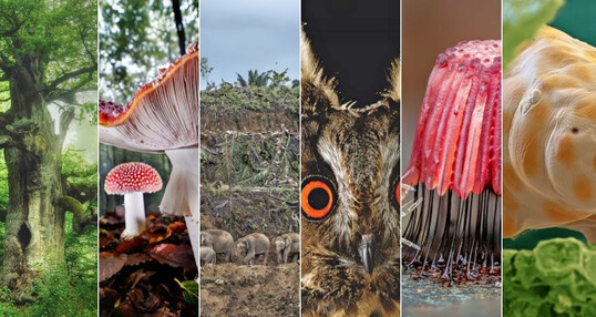 In der Ausstellung „Mythos Wald“ sind faszinierende Darstellungen von Waldlebewesen zu sehen.