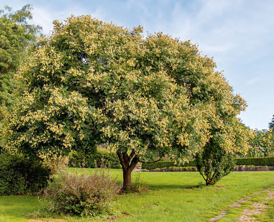 Blasenbaum (Koelreuteria paniculata), ein wertvolles Zukunftsgehlz auch fr innerstdtische Verwendung