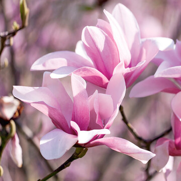 Magnolia Star Wars