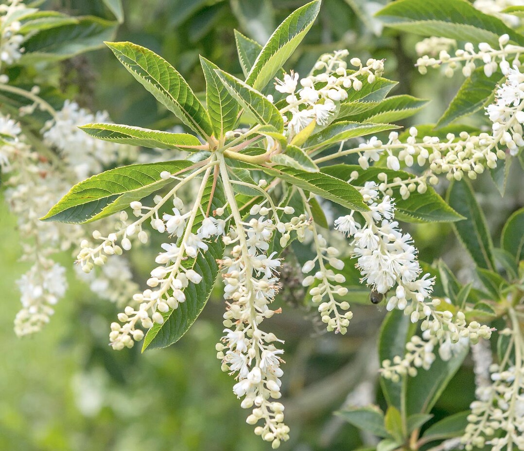 Die Japanische Zimterle (Clethrabarbinervis)