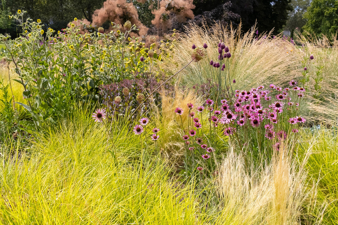 Tennessee-Sonnenhut (Echinacea tennesseensis) und Becherpflanze (Silphium mohrii) mit vielf�ltigen Gr�sern in der Staudenwiese von Harald Sauer im Mannheimer Luisenpark 