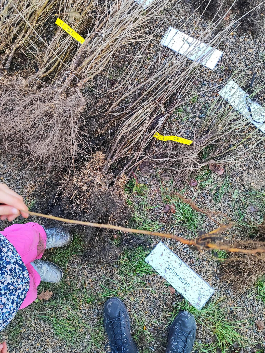 Auf einer kleinen Fl�che ab etwa 100 Quadratmetern werden zahlreiche standortgerechte Baum- und Straucharten sehr dicht gepflanzt, sodass innerhalb weniger Jahre ein stabiler, sich weitgehend selbst entwickelnder Miniwald entsteht.