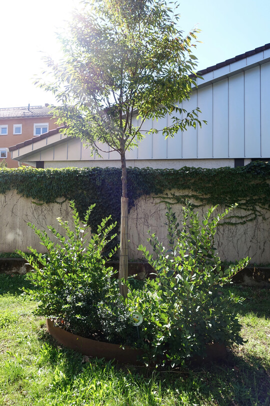 Ein innovativer Ansatz von klimafarmer zur Weiterentwicklung der Tiny-Forest-Idee sind sogenannte "Urban Kontikis", auch als Baumboote bezeichnet.