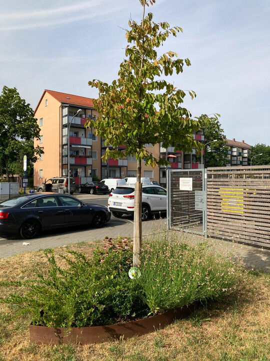 Ein innovativer Ansatz von klimafarmer zur Weiterentwicklung der Tiny-Forest-Idee sind sogenannte "Urban Kontikis", auch als Baumboote bezeichnet.