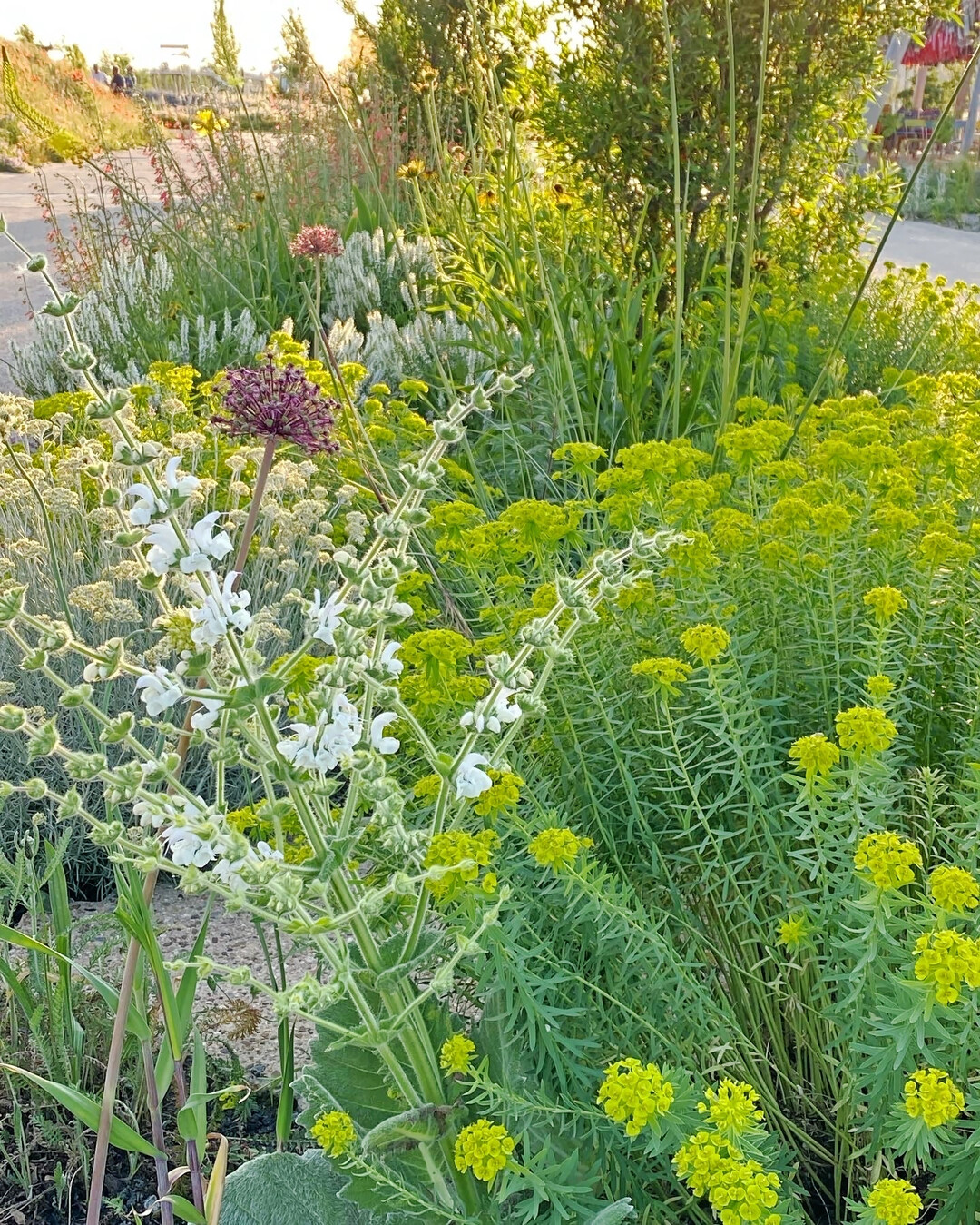 Staudenmischung �Rheinerwachen�