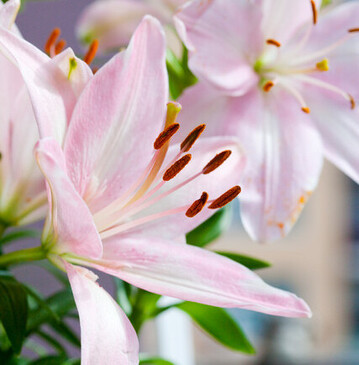 <a href="javascript:metasearch("object_name","Lilium%20%20Tiny%20Todd%20%AE")" target="_blank" ></a>
<i>Lilium </i>
Tiny Todd