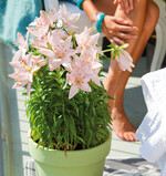 Asiatische Lilien gibt es in zahlreichen Blütenfarben.