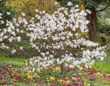 Magnolia stellata Waterlily