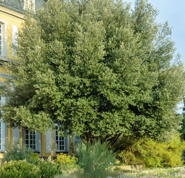 Quercus ilex