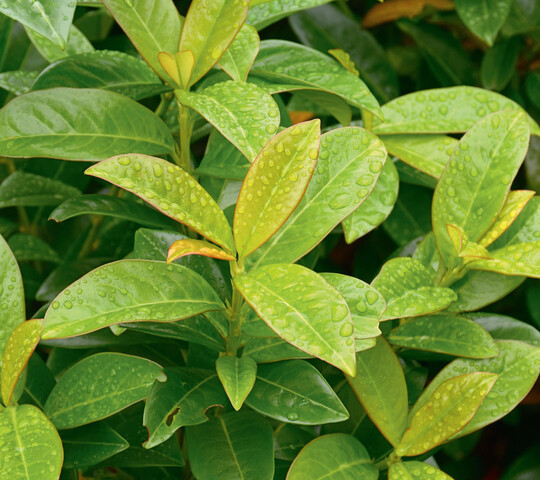 Prunus laurocerasus Kleopatra (JM34)