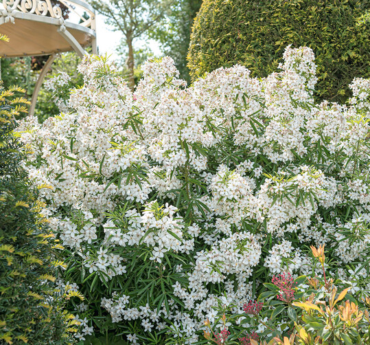 Choisya  dewitteana Aztec Pearl