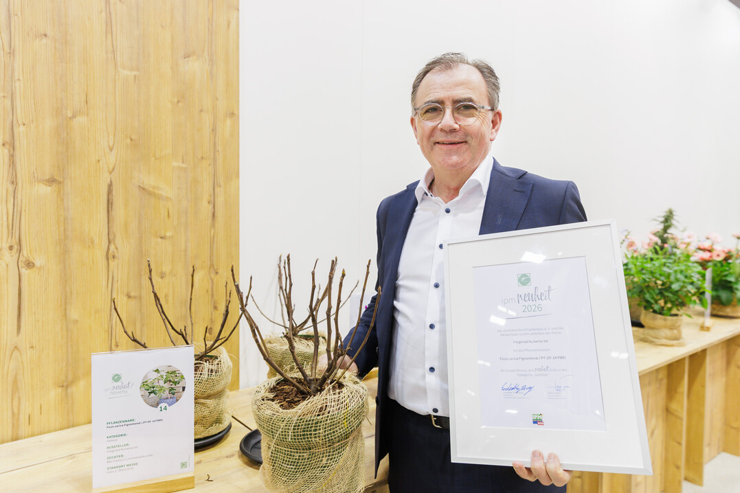 Pat Fitzgerald (Fitzgerald Nurseries Ltd.) mit dem kompakten Ficus carica Fignomenal.