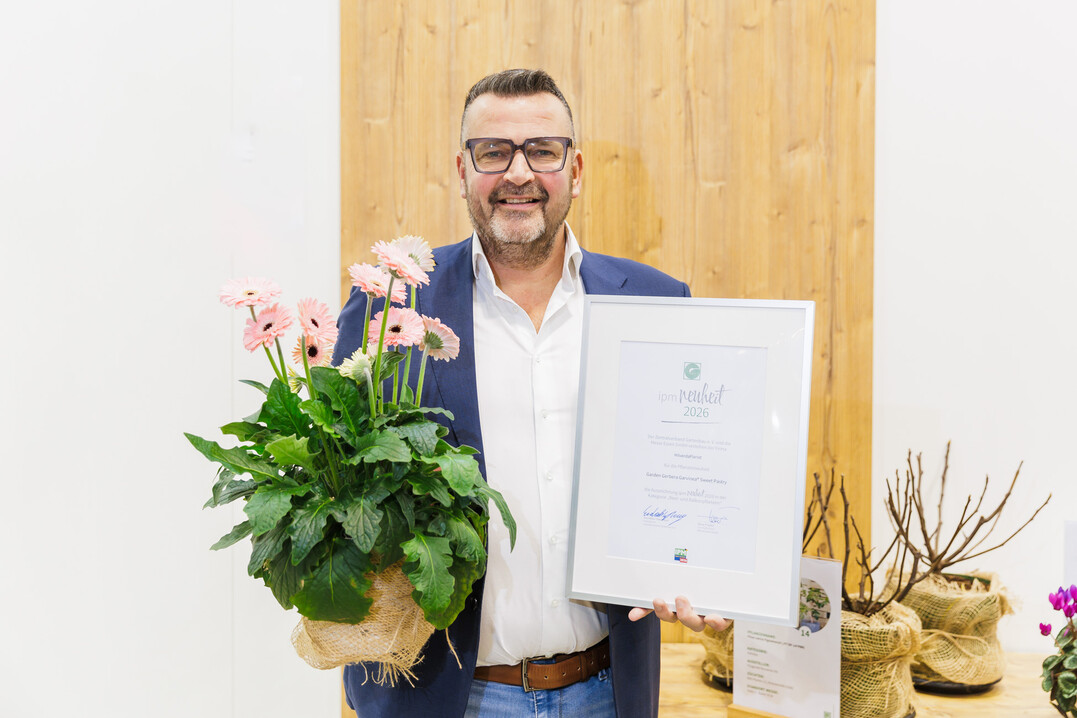 Stein Schouten (HilverdaFlorist) zeigt die Garden Gerbera Garvinea Sweet Pastry.