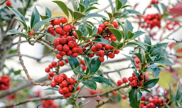 Ilex aquifolium Harpune, Frucht