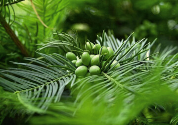 Cephalotaxus fortunei