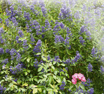 Bartblume ’Blue Balloon’ blühend