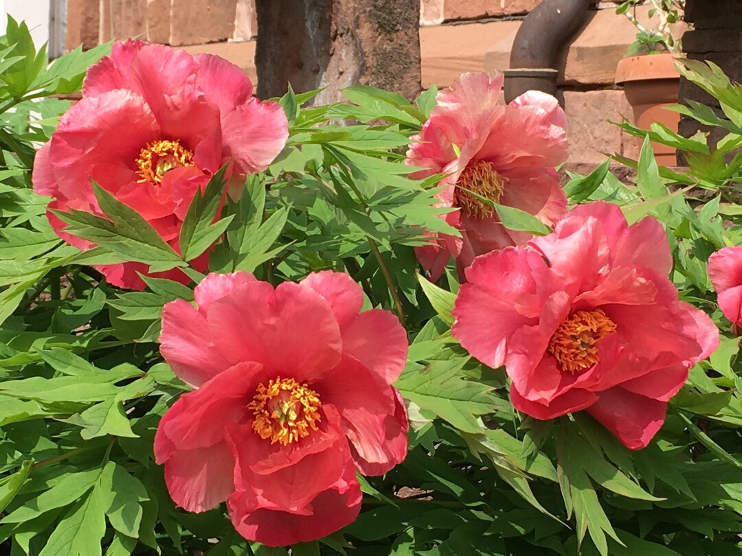 Paeonia "Helen Martin" im Lorscher Pfingstrosengarten.