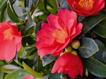 Camellia 1001 Summer Nights Jasmine (Yulan01) 